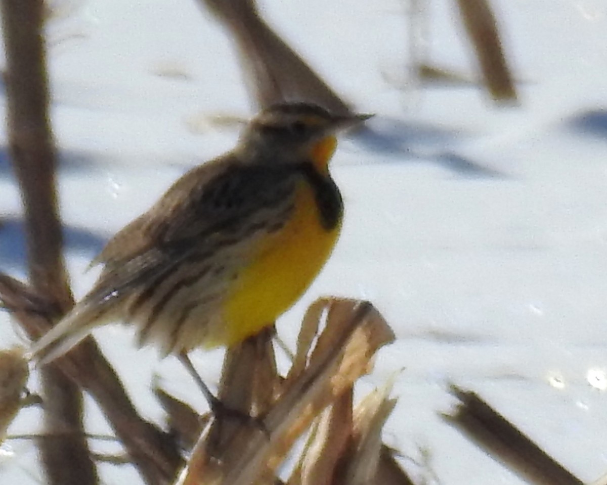 Eastern Meadowlark - ML80798781