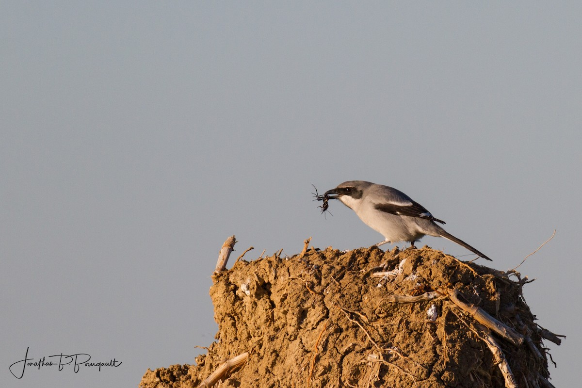 Great Gray Shrike (Sahara) - ML80799521