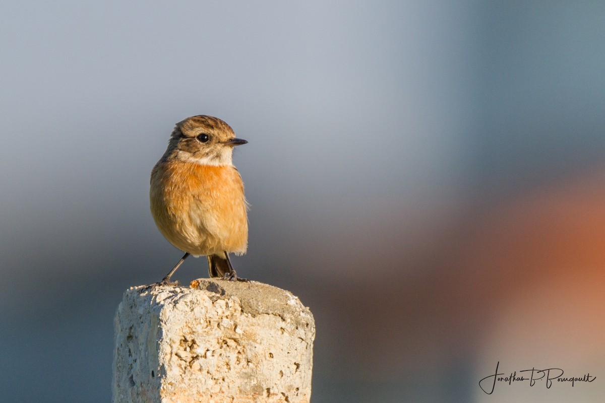 European Stonechat - ML80799711