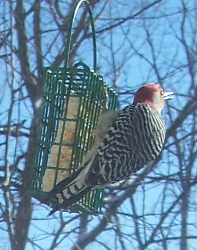 Red-bellied Woodpecker - ML80801091