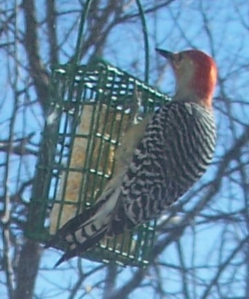 Red-bellied Woodpecker - ML80801131