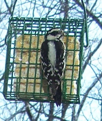 Downy Woodpecker - Donna Hensley