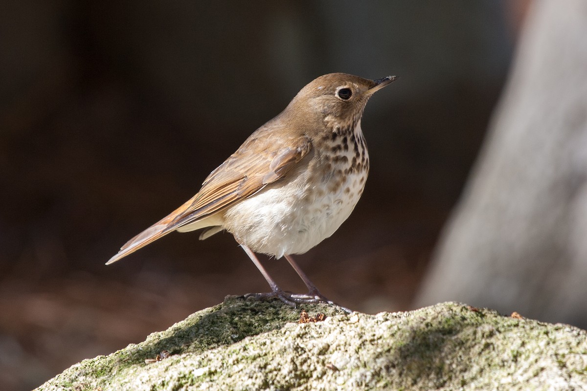 Hermit Thrush - ML80801601