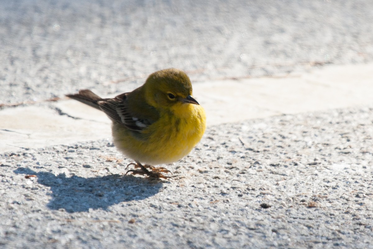 Pine Warbler - ML80801621
