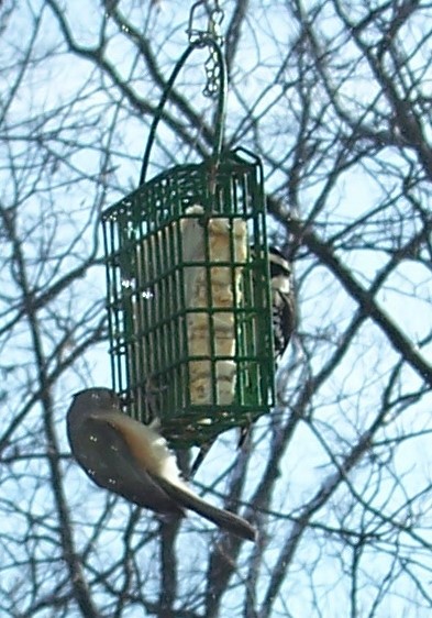 Tufted Titmouse - Donna Hensley