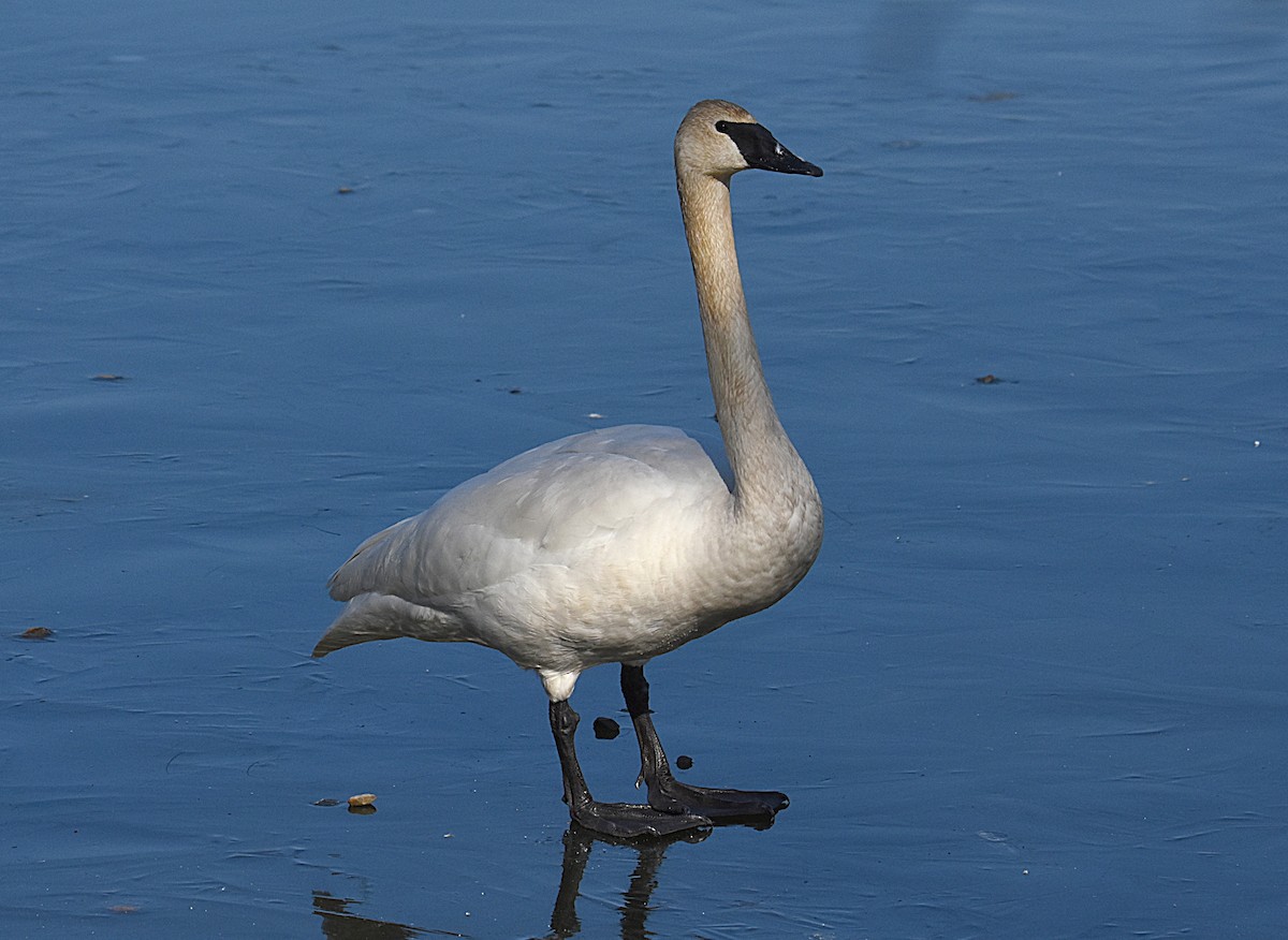 Trumpeter Swan - Glenn Wyatt