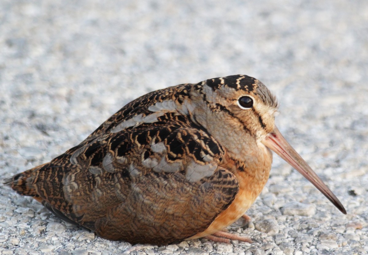 American Woodcock - ML80805521