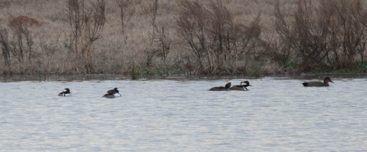 Gadwall - Jordan Broadhead