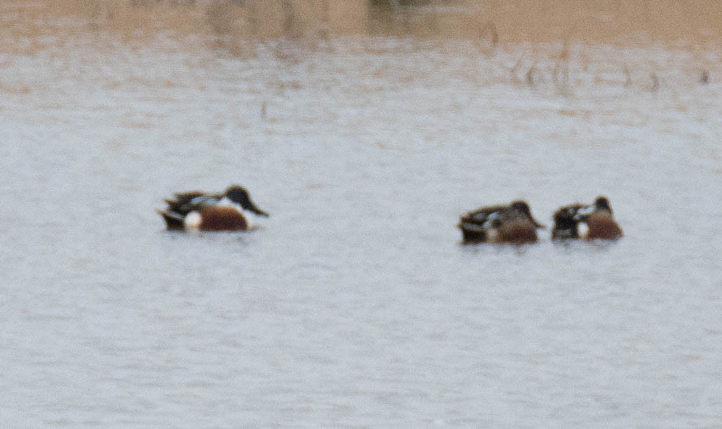 Northern Shoveler - ML80813661