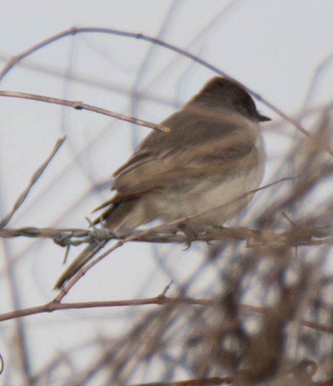 Eastern Phoebe - ML80814041