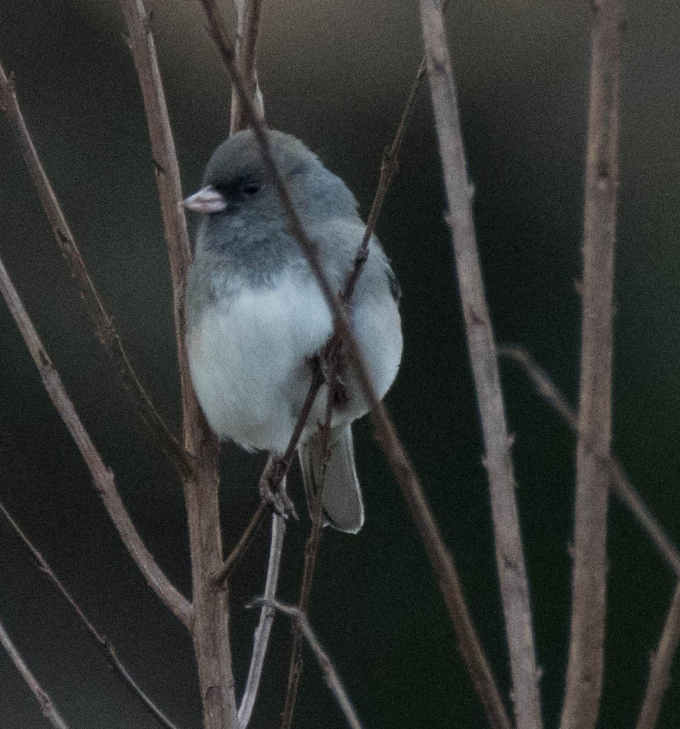 Dark-eyed Junco - Jordan Broadhead