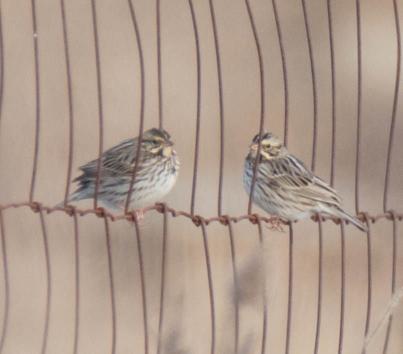 Savannah Sparrow - ML80814371