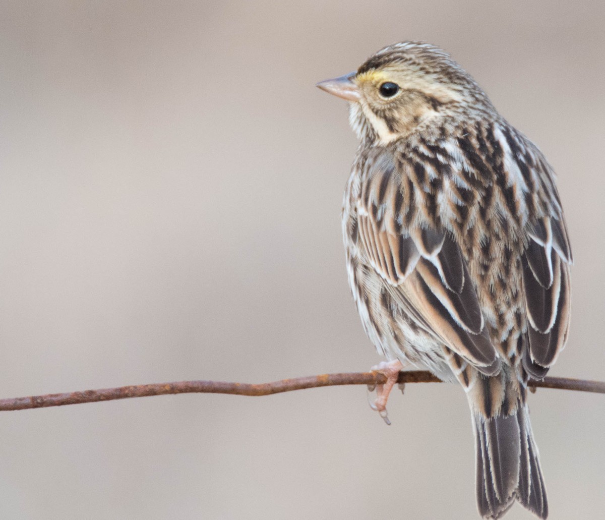 Savannah Sparrow - ML80814391