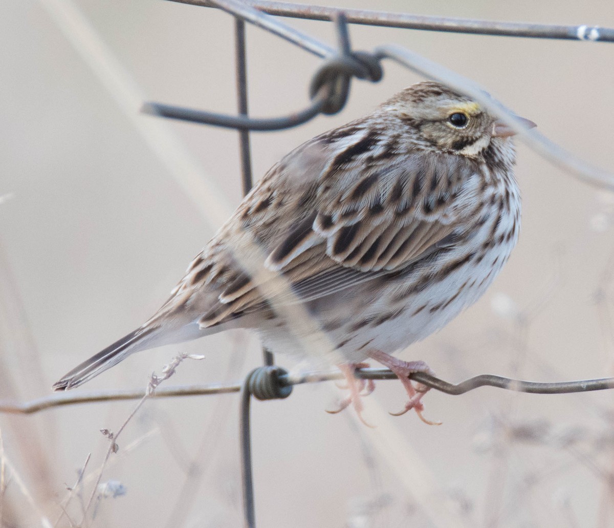 Savannah Sparrow - ML80814401