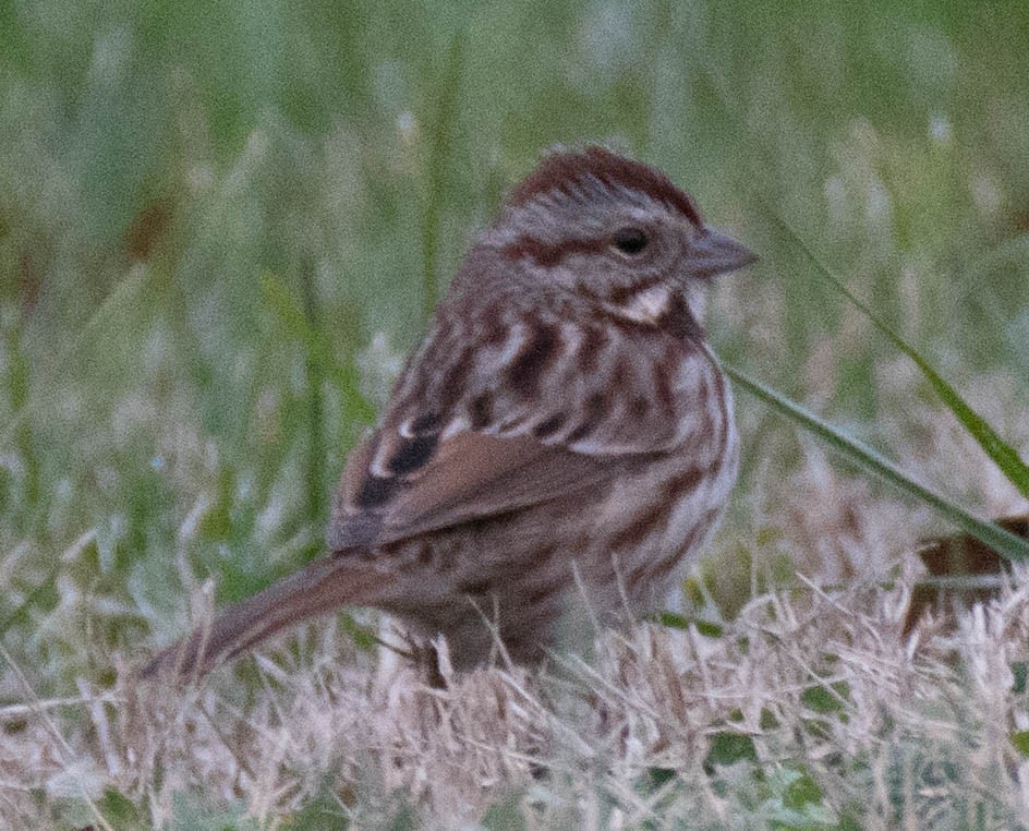 Song Sparrow - ML80814431