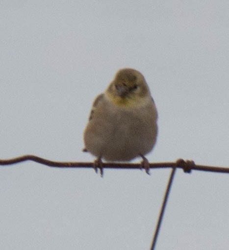 American Goldfinch - ML80814491