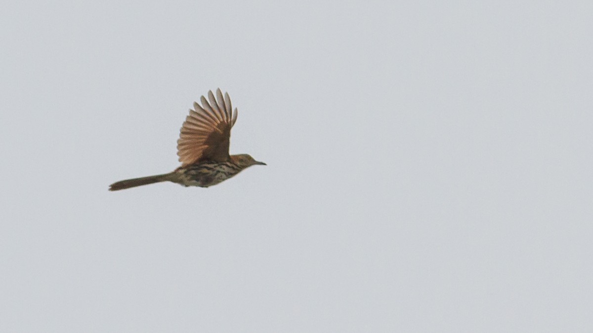 Brown Thrasher - ML80814561