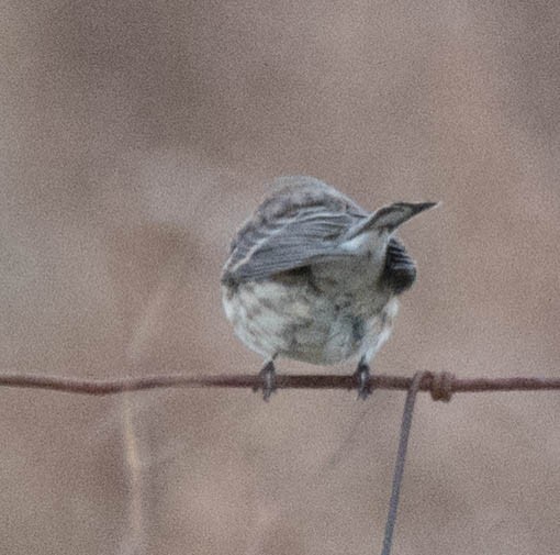 Yellow-rumped Warbler - ML80814581