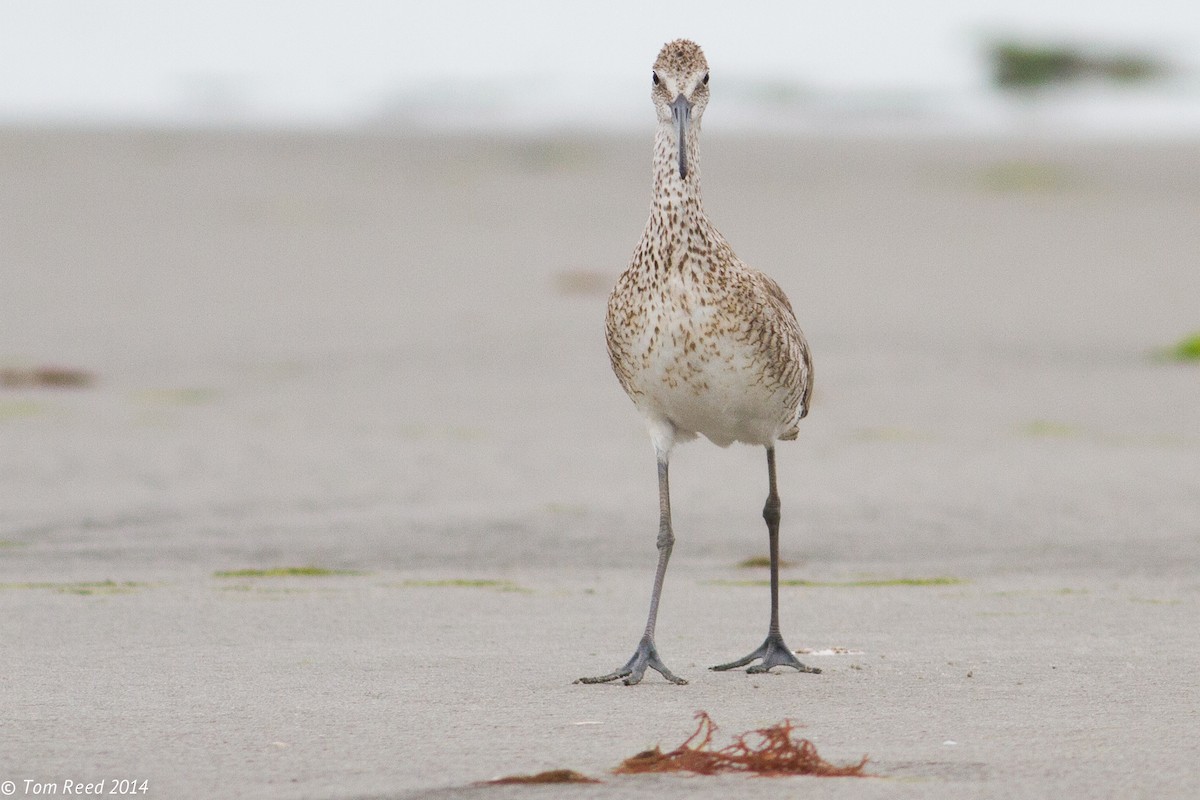 Willet (Western) - Tom Reed