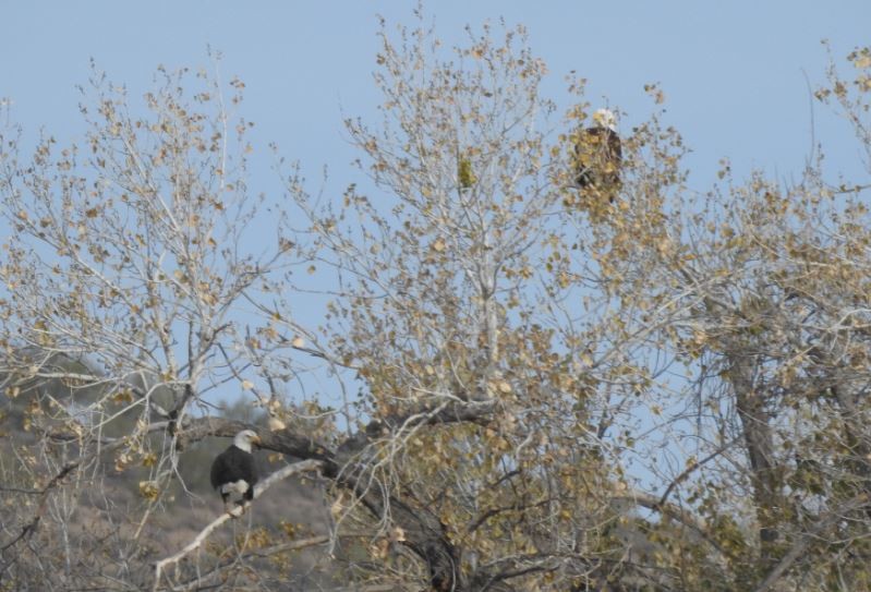 Bald Eagle - Jeff and Allison Gross