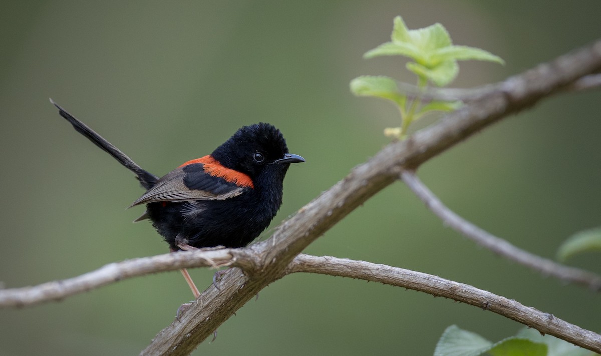 Red-backed Fairywren - ML80817841