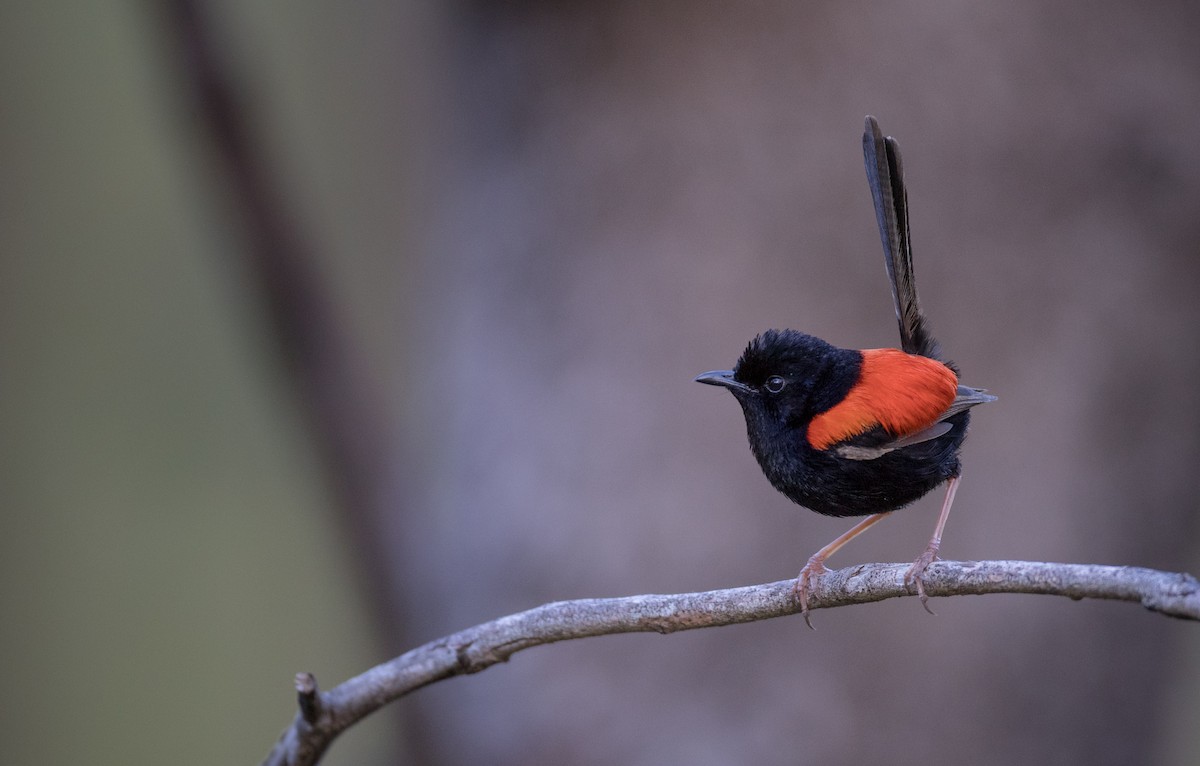 Red-backed Fairywren - Ian Davies