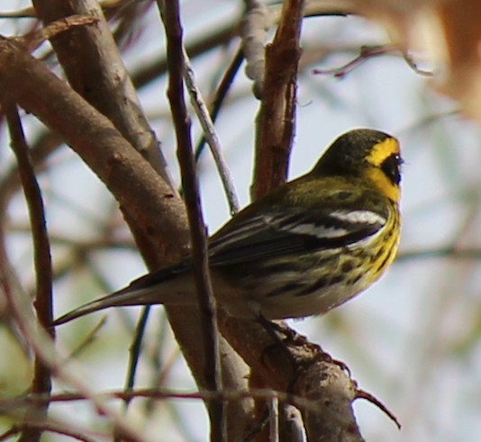 Townsend's Warbler - ML80818101