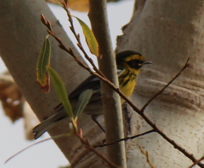 Townsend's Warbler - ML80818111