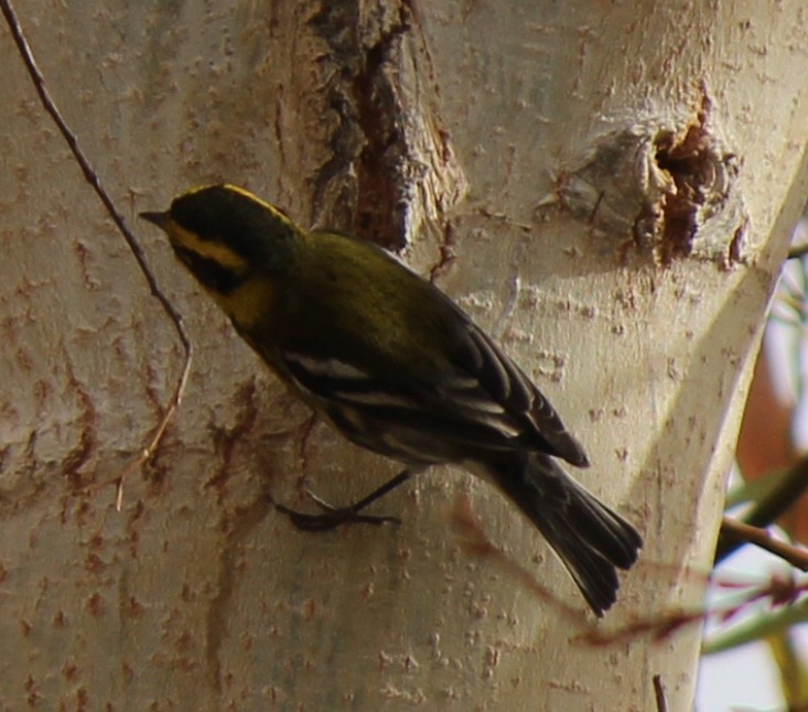Townsend's Warbler - ML80818121