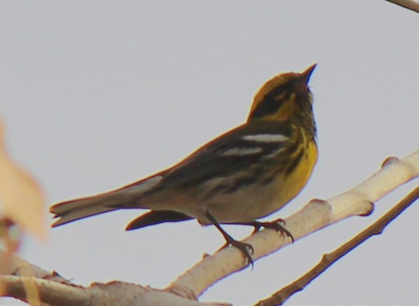 Townsend's Warbler - ML80818181