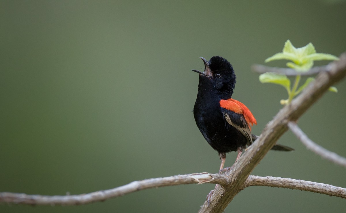 Red-backed Fairywren - ML80818361