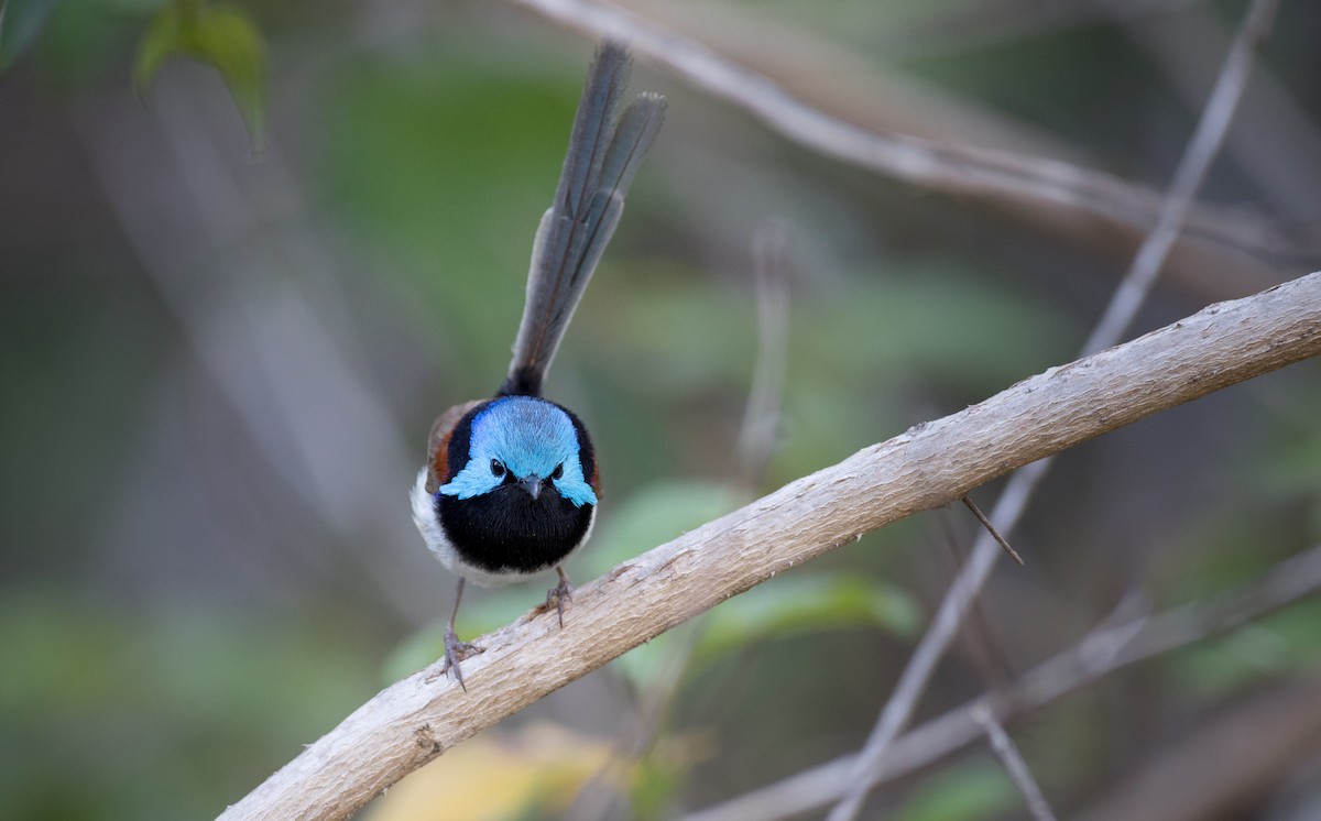 Variegated Fairywren - ML80818621