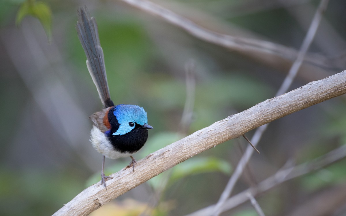 Variegated Fairywren - ML80818701