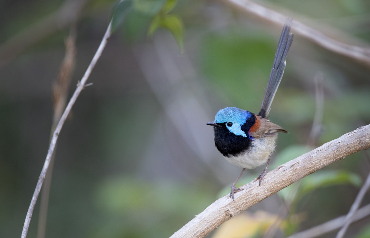 Variegated Fairywren - ML80819121