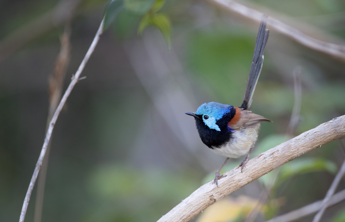 Variegated Fairywren - ML80819201