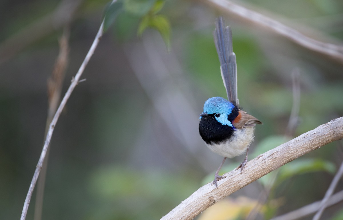 Variegated Fairywren - Ian Davies