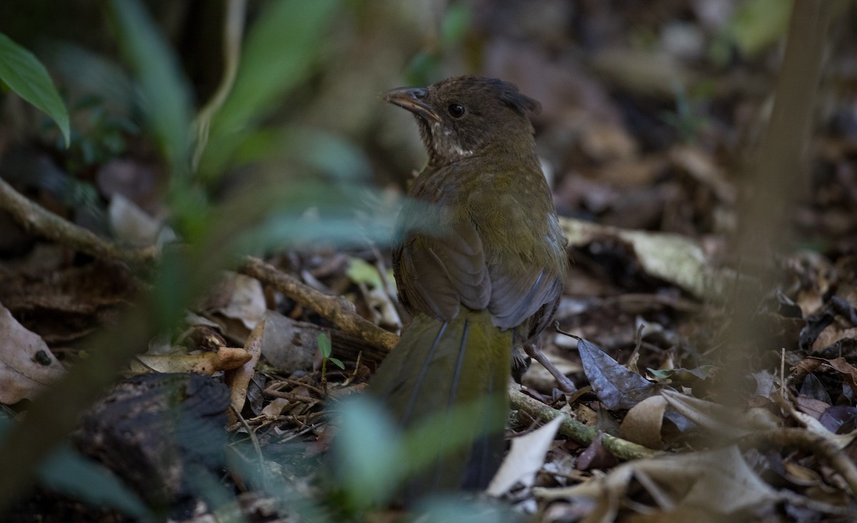 Eastern Whipbird - ML80820191