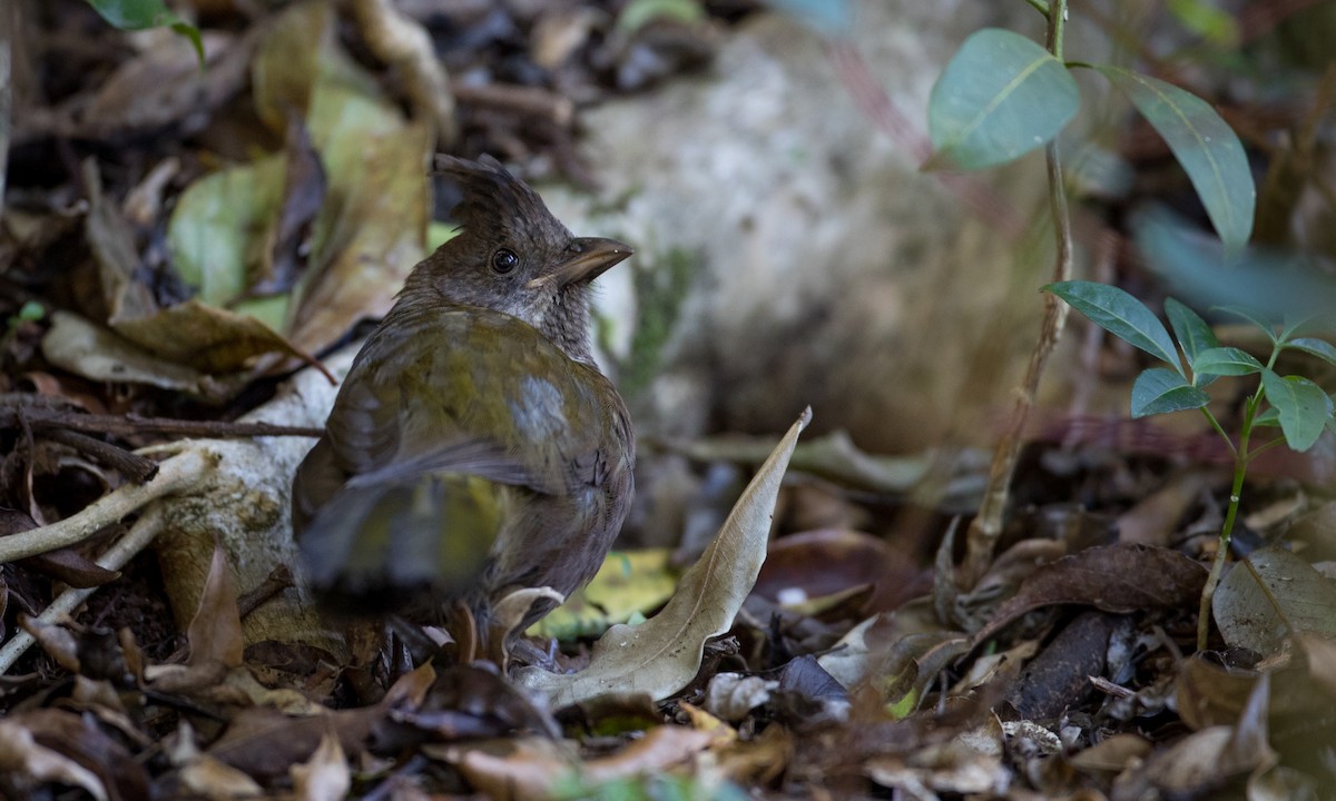 Eastern Whipbird - ML80820301