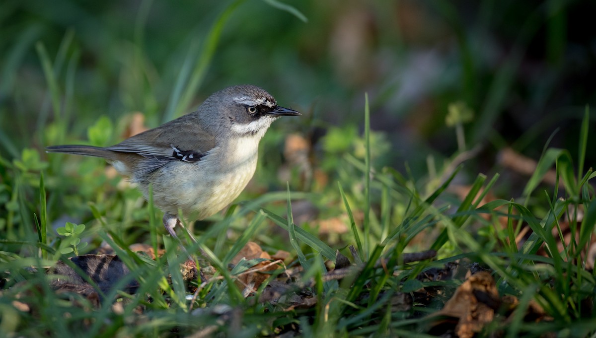 Weißbrauensericornis - ML80820551