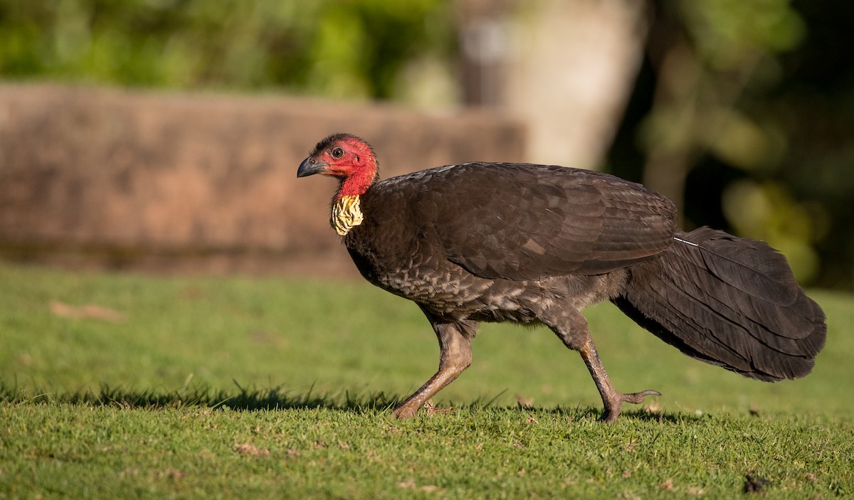 Australian Brushturkey - Ian Davies