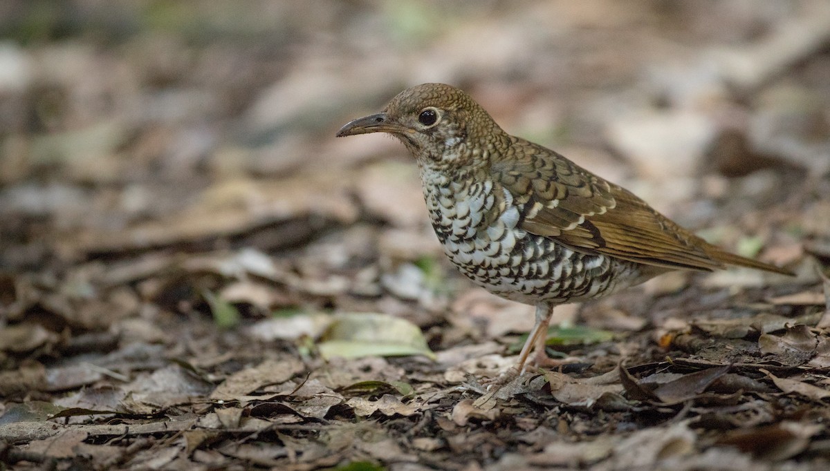 Russet-tailed Thrush - Ian Davies
