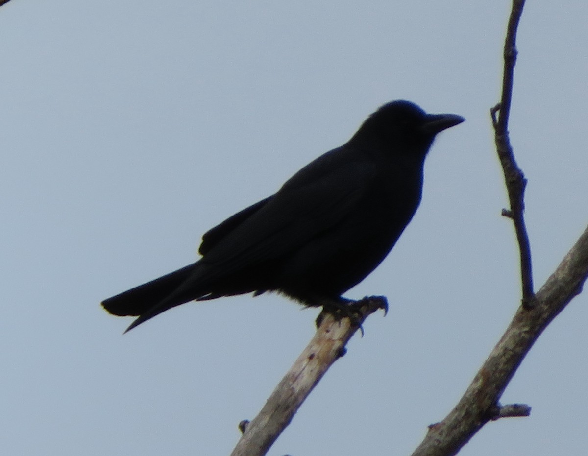 Fish Crow - ML80824051