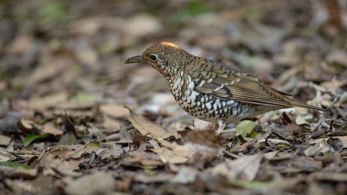 Russet-tailed Thrush - Ian Davies