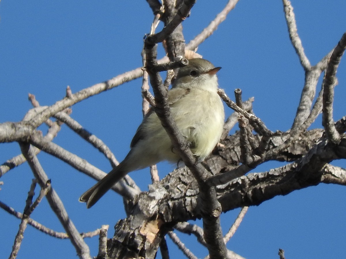 Gray Flycatcher - ML80825481