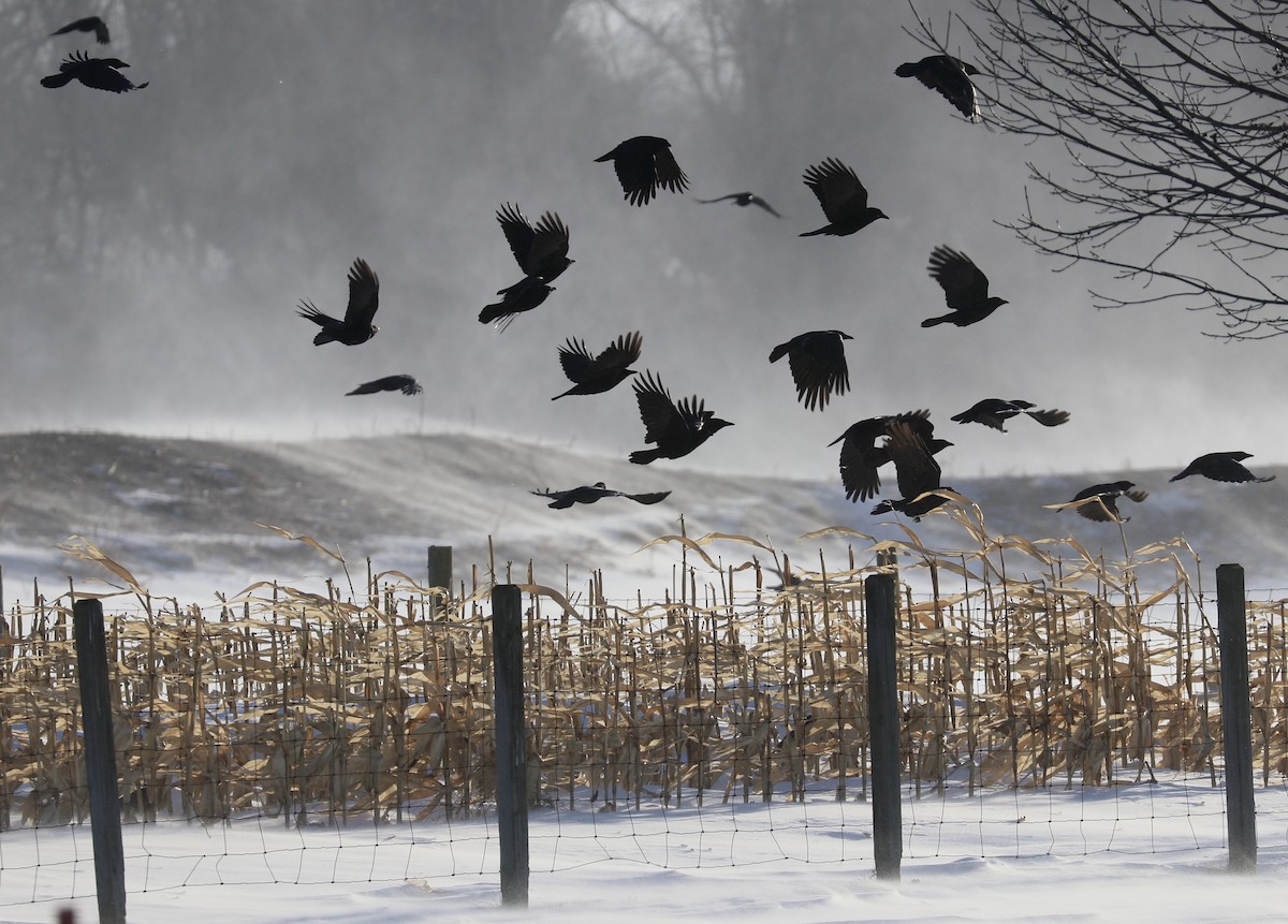 American Crow - ML80825521