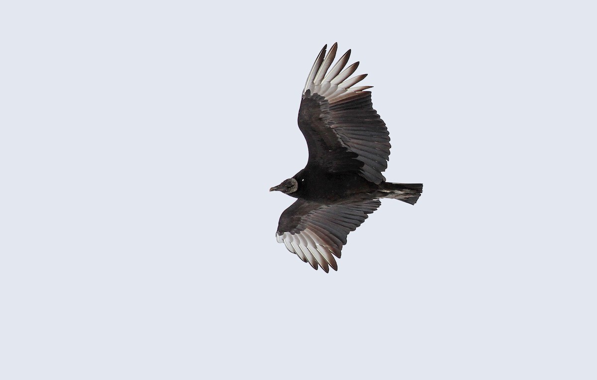 Black Vulture - ML80827081
