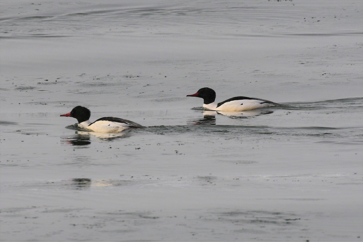 Common Merganser - Eric Gustafson