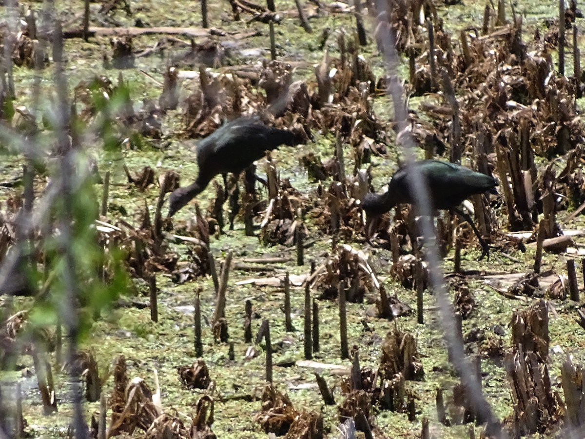 White-faced Ibis - ADRIAN GRILLI