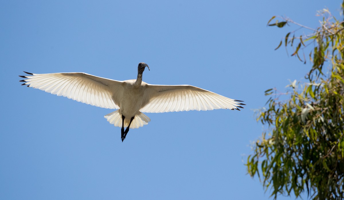 ibis australský - ML80832481