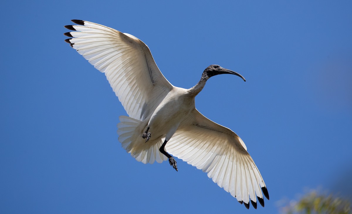 Australian Ibis - Ian Davies